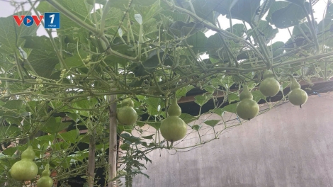 Quả bầu kỳ diệu của người Tây Nguyên