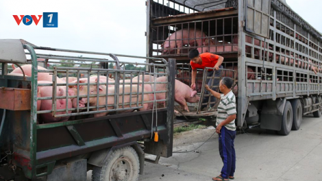 Kiểm soát dịch tả lợn Châu Phi, đảm bảo nguồn cung thực phẩm cuối năm (11/09/2025)