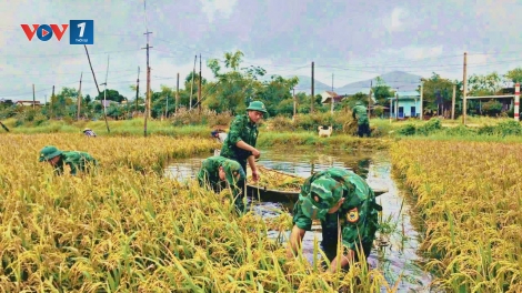 BĐBP Gia Lai giúp người dân thu hoạch lúa sau những trận mưa lớn