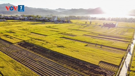 Mùa vàng no ấm trên cánh đồng Mường Thanh, Điện Biên