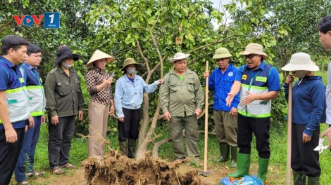 Khuyến nông hướng dẫn nông dân phục hồi cây ăn quả sau mưa lũ (13/10/2025)