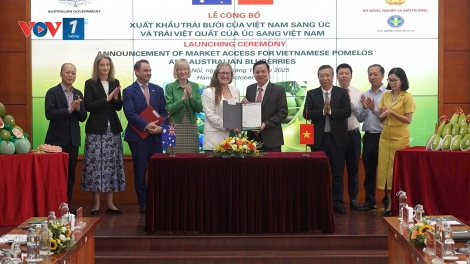 Bưởi: loại trái cây thứ 6 của Việt Nam xuất khẩu vào thị trường Australia