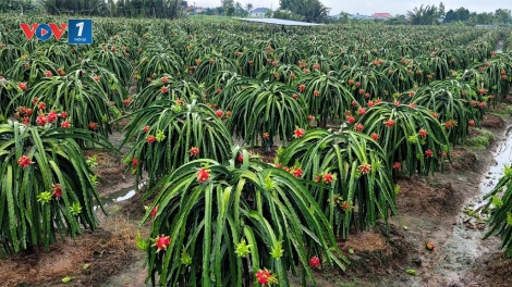 Đồng Tháp: Trái thanh long vào mùa mưa bão, dội hàng, rớt giá
