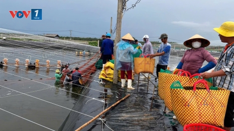 Nuôi tôm công nghệ cao giúp ngư dân làm giàu