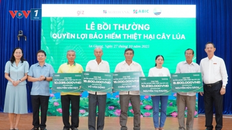 Dự phòng bảo hiểm thiệt hại cây lúa từ ABIC, nông dân an tâm sản xuất