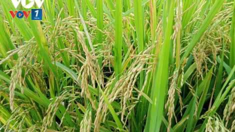 Giải pháp trồng trọt an toàn, hiệu quả trong bối cảnh biến đổi khí hậu