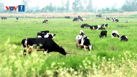 Hướng đi nào cho ngành chăn nuôi bò sữa Việt Nam (27+28/09/2025)