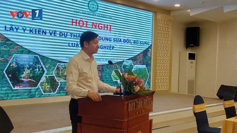 Chủ tịch UBND cấp tỉnh được quyết định chủ trương chuyển mục đích sử dụng đất rừng