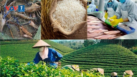 Sản xuất xanh, gia tăng giá trị xuất khẩu nông sản (27/10/2025)