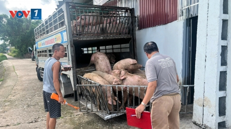 Đảm bảo đủ nguồn cung thực phẩm an toàn trong những tháng cuối năm (25&26/10/2025)