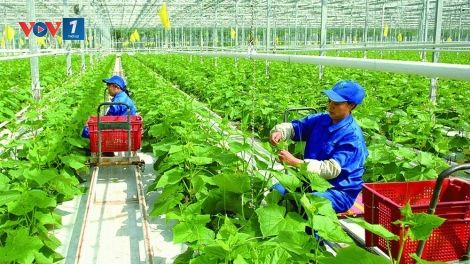 Nông dân tìm lời giải bằng nông nghiệp xanh
