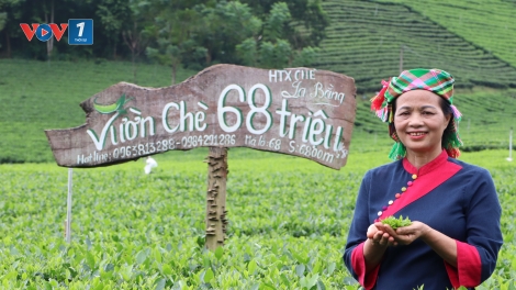 Người hồi sinh giống chè cổ, đưa hương chè quê vươn xa