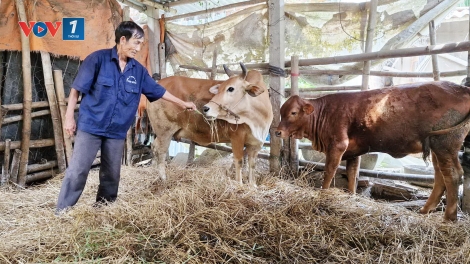 Phòng bệnh cho vật nuôi bằng biện pháp tiêm phòng vắc xin (04/11/2025)