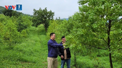 Hiệu quả mô hình sinh kế cộng đồng dưới tán rừng vùng đệm Vườn quốc gia (13/11/2025)