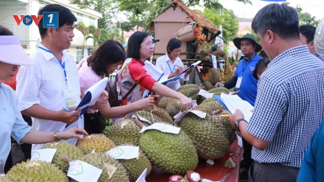 Thêm mã số vùng trồng, nâng cao giá trị thương hiệu sầu riêng Khánh Sơn