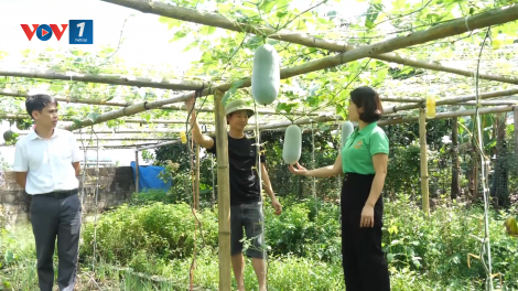 Bí thơm Văn Bàn – thay đổi tư duy, làm giàu từ đất