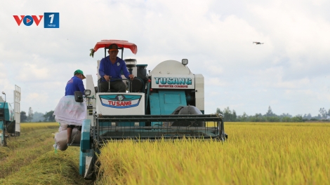 Minh bạch quy trình trong Đề án 1 triệu ha - Nâng tầm hạt gạo Việt