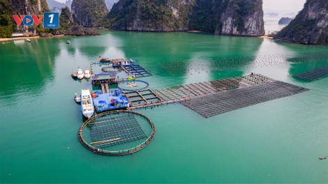 Hướng tới nền nuôi biển công nghiệp, hiện đại và bền vững (12/11/2025)