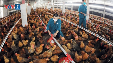 Thực hành chăn nuôi gia cầm đảm bảo an toàn sinh học (07/11/2025)
