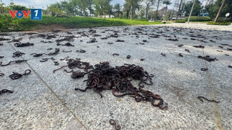 Hàng ngàn con giun đất ngoi lên mặt đất, bò dày đặc gần khu đô thị