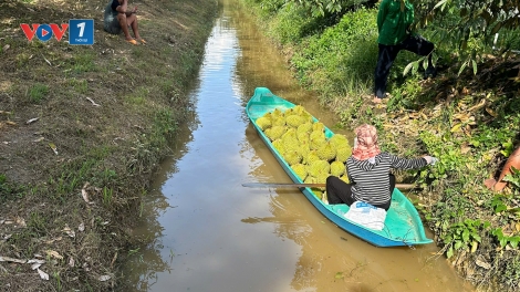 Đồng Tháp: Trái sầu riêng đầu vụ hút hàng, tăng giá trở lại