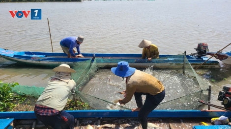 Nông dân Cần Thơ thu nhập cao từ nuôi cá ruộng mùa nước nổi