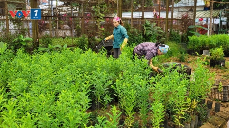 Trồng rừng gỗ lớn có chứng chỉ bền vững: Chìa khoá để ngành gỗ vươn xa (15+16/11/2025)