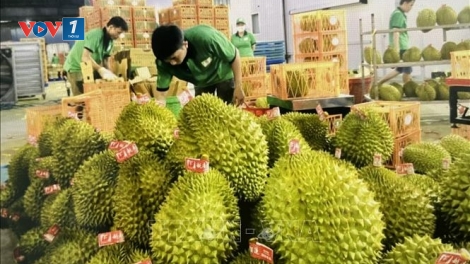 Thời sự 21h30 1/11/2025: Xuất khẩu sầu riêng ổn định trở lại sau thời gian ngắn gián đoạn