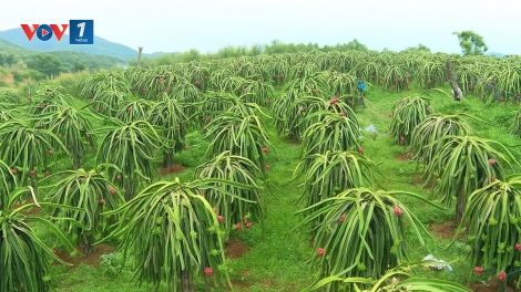 Khơi thông tiềm năng phát triển đa dạng cây ăn quả, tạo sinh kế bền vững cho người nghèo