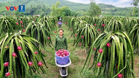 Nông dân Phú Thọ đẩy mạnh ứng dụng công nghệ, nâng cao hiệu quả trong hoạt động sản xuất nông nghiệp