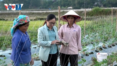 Nông dân phía Bắc khẩn trương khôi phục sản xuất vụ đông sau mưa lũ