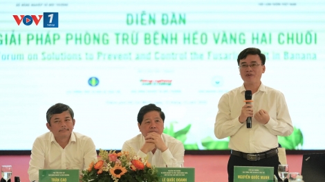 Chuối: ngành hàng tiềm năng "tỷ đô"