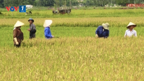 HTX tiên phong phát triển sản phẩm OCOP, góp sức xây dựng nông thôn mới (09/12/2025)
