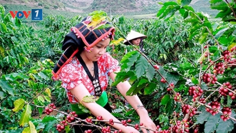 Chuyển đổi cơ cấu cây trồng, vật nuôi, đa dạng sinh kế giúp người dân thoát nghèo bền vững
