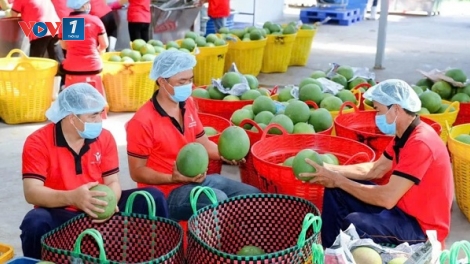 Kết nối nông dân vào chuỗi liên kết: Hướng đi bền vững cho nông nghiệp