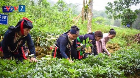 Phát triển vùng trồng nguyên liệu quý, góp phần nâng cao chất lượng dược liệu