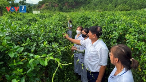 Phát triển vùng dược liệu, lợi ích kinh tế xã hội cho vùng khó khăn, giúp giảm nghèo bền vững