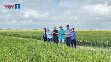 Tập đoàn ThaiBinh Seed đón nhận danh hiệu Anh hùng Lao động