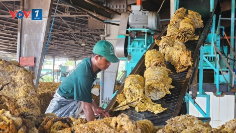 Đảng viên công nhân, hạt giống đỏ nảy mầm giữa đại ngàn