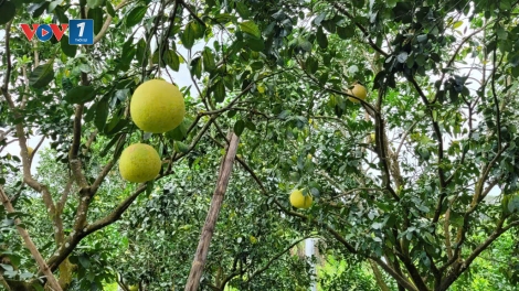 Hợp tác xã chuyển đổi số để sản xuất nông nghiệp bền vững 