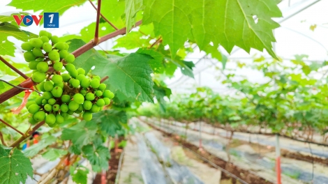 Sức mạnh tri thức trên cánh đồng Việt (13/12/2025)