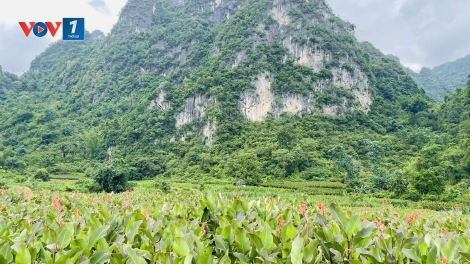 Hợp tác xã hỗ trợ người dân cải thiện sinh kế 