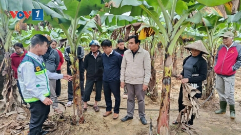 Khẩn trương khôi phục sản xuất nông nghiệp sau mưa bão tại miền Trung