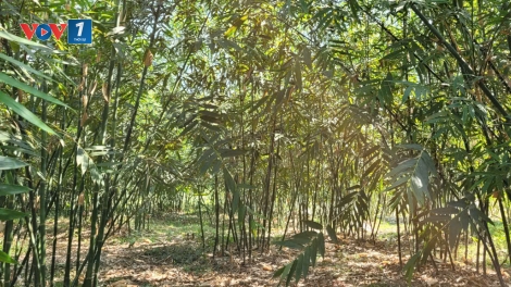 Xã Ngọc Thiện (Bắc Ninh) hỗ trợ người dân phát triển kinh tế nông nghiệp (04/12/2025)