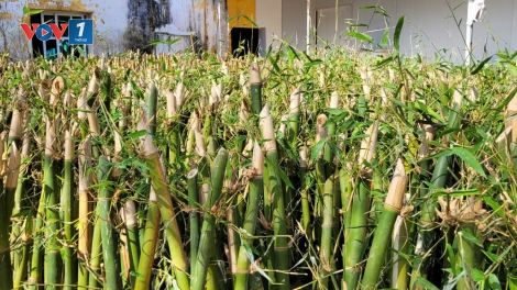 Hợp tác xã giúp nông dân vùng cao Bắc Ninh thoát nghèo bền vững (04/12/2025)