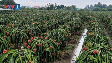 Nông dân Đồng Tháp với cuộc “cách mạng” khoa học, công nghệ, đổi mới sáng tạo trong sản xuất