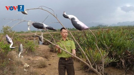 Cục Lâm nghiệp và Kiểm lâm kiểm tra các khu vực trọng điểm về bẫy bắt chim cư tại Quảng Ninh