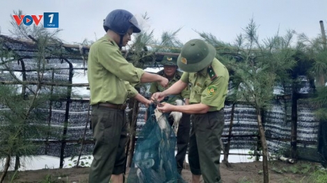 Cục Lâm nghiệp và Kiểm lâm tăng cường đấu tranh, xử lý các hành vi liên quan đến động vật hoang dã