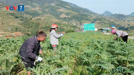 Lào Cai: Bỏ thuốc lá, trồng dược liệu