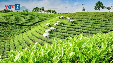 Thái Nguyên - Sản xuất chè an toàn, đảm bảo chất lượng sau ảnh hưởng của mưa lũ